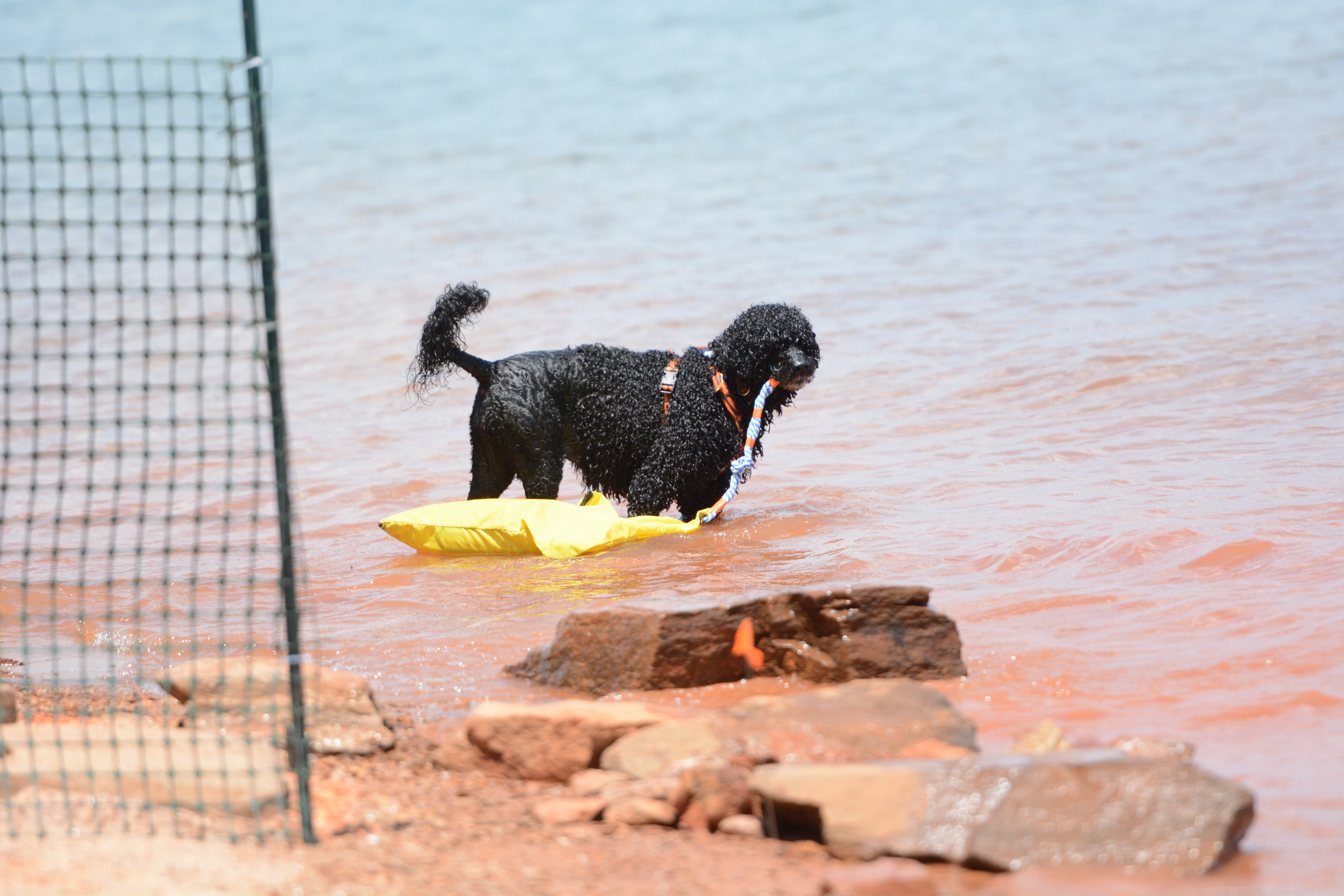 Kelley Dimke, PWD trainer from Hillsborough, North Carolina, instructs Seamus, a 6-year-old male Courier PWD, to jump into the water. (Photo/Adriana Cascio)