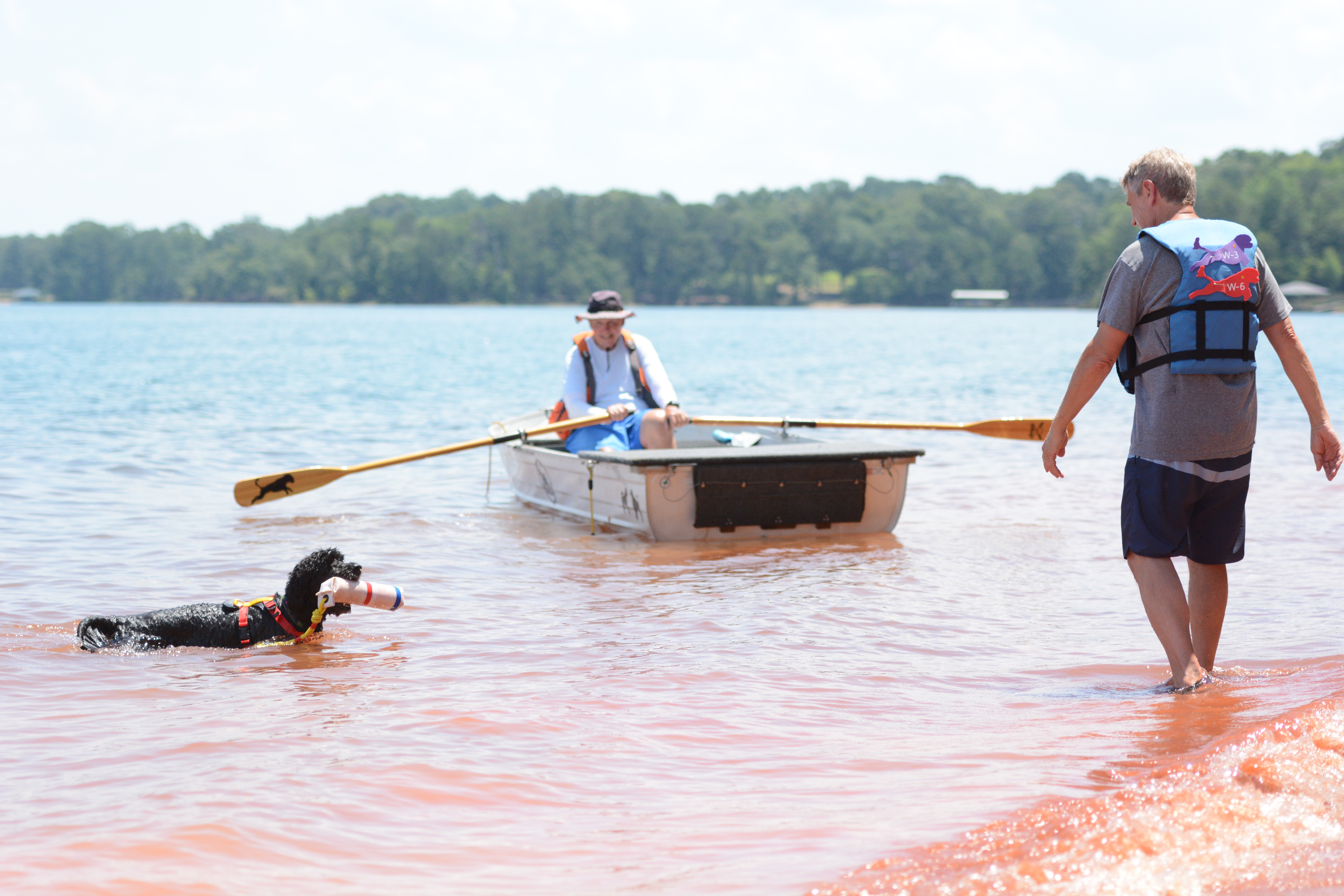 Lily Belle, a 9-year-old female Working PWD from Watkinsville, bringing Michael Chlan, PWD trainer, a buoy at the United Sunshine States Portuguese Water Dog Club (USSPWD) water trials at Lake Hartwell on Sunday. (Photo/Adriana Cascio)