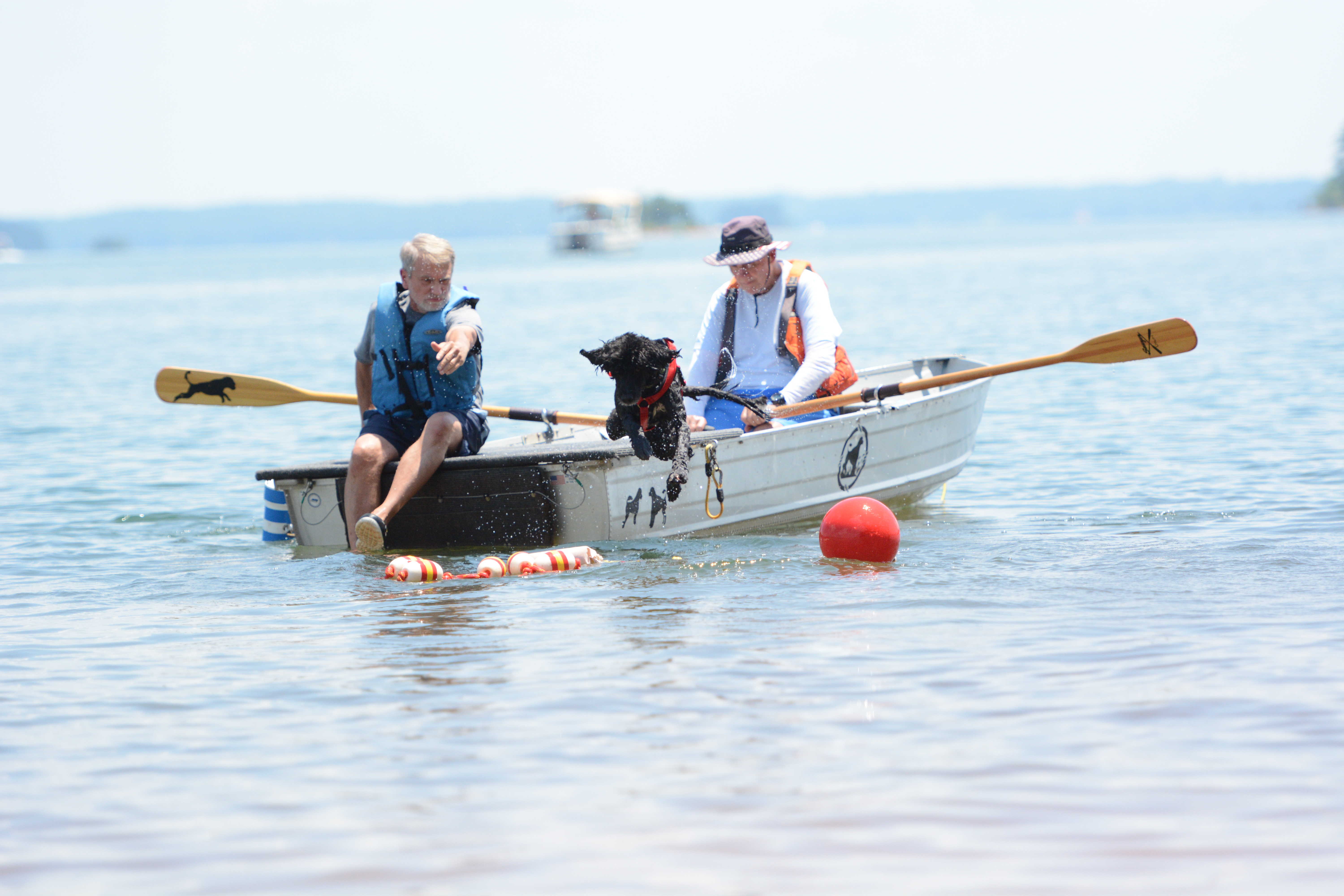 Michael Chlan, PWD trainer from Watkinsville, instructs Lily Belle, a 9-year-old Working PWD, to jump into the water at the United Sunshine States Portuguese Water Dog Club (USSPWD) water trials at Lake Hartwell on Sunday. (Photo/Adriana Cascio)