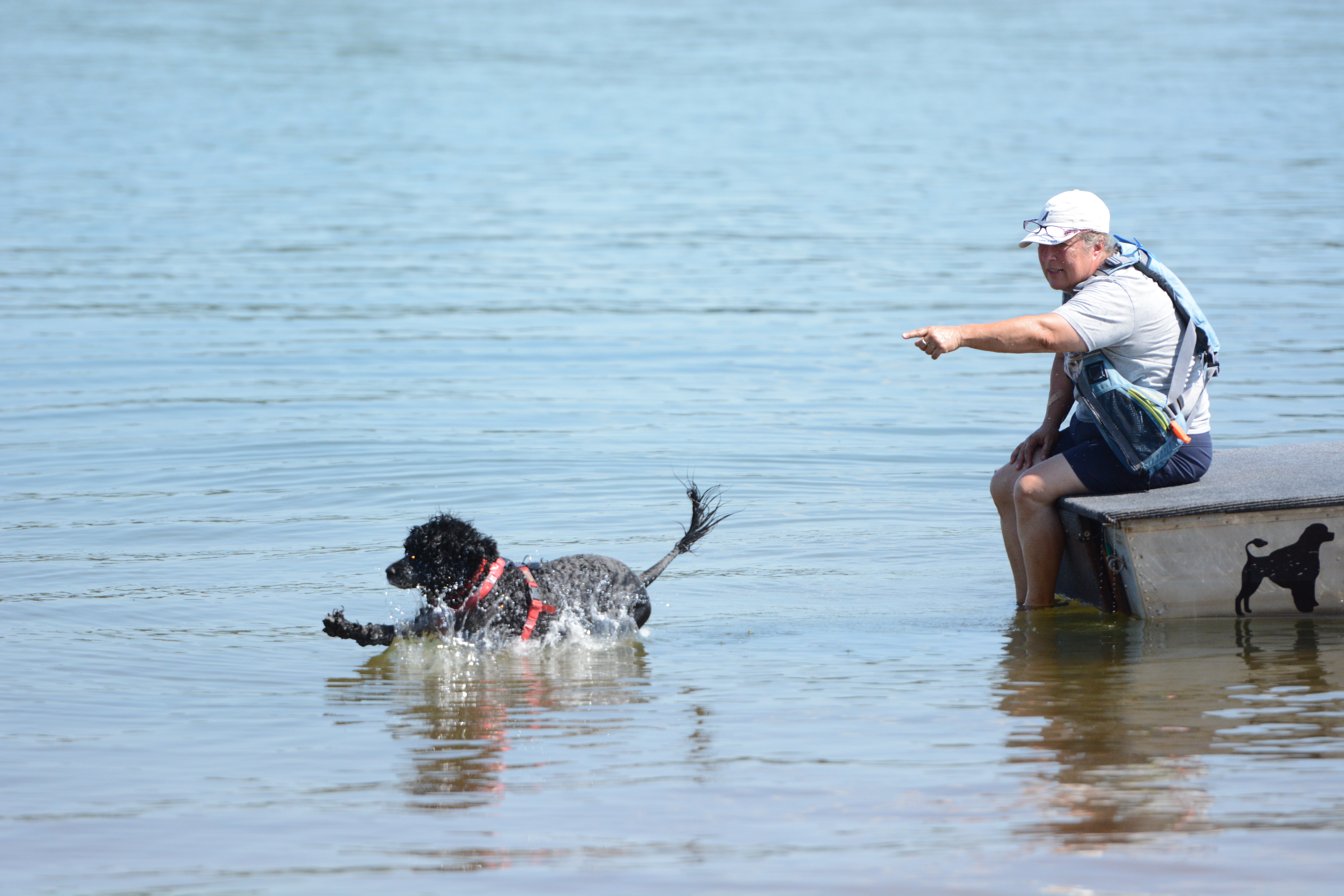 Lydia Moyer, PWD trainer from Houston, Georgia, instructs Draggao, a 9-year-old male Courier PWD, to jump into the water at the United Sunshine States Portuguese Water Dog Club (USSPWD) water trials at Lake Hartwell on Sunday. (Photo/Adriana Cascio)