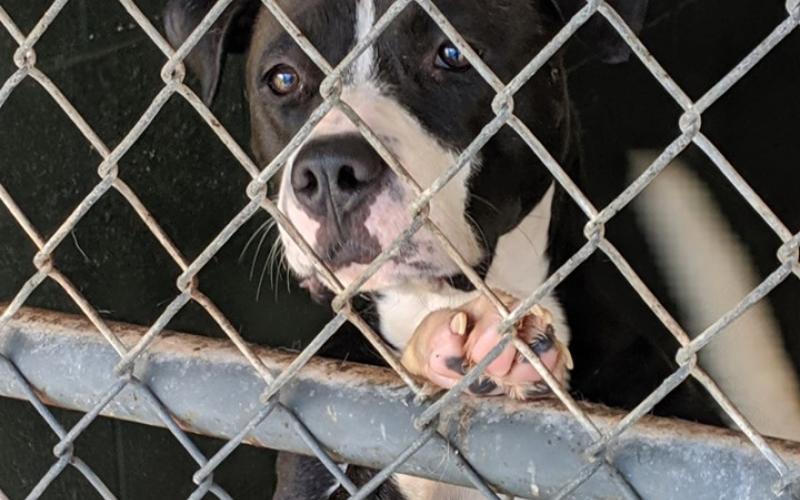 Photo submitted — The Northeast Georgia Animal Shelter is one of six organizations involved in a massive fundraising event called the Weekend of Hart. The shelter’s mission is to find loving homes for as many dogs and cats as possible in Hart and Franklin Counties, like the pooch pictured here at the shelter.