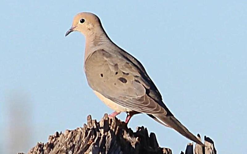 Dove