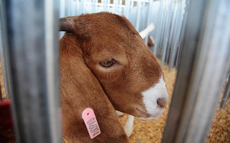 Sunshots by Michael Hall — A goat peers through the fence at the Straight from the Hart EMC Goat Show on Aug. 3 at the Hart County AgriScience Center.