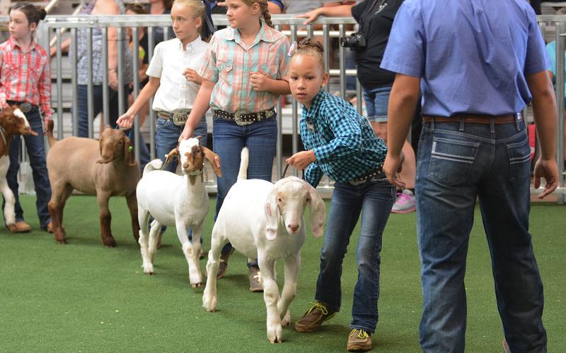 Sunshot by Michael Hall — Braykelynn Allen, 8, leads her goat and the other competitors around the ring during the showmanship competition on Aug. 4 during the Straight from the Hart EMC Goat Show at the Hart County AgriScience Center.