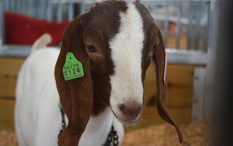 A goat poses for the camera.