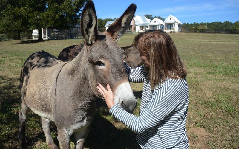 The Beacon Bed and Breakfast co-owner Ellen East, above, pets Nova in a pasture recently. Nova is one of three donkeys on the property.