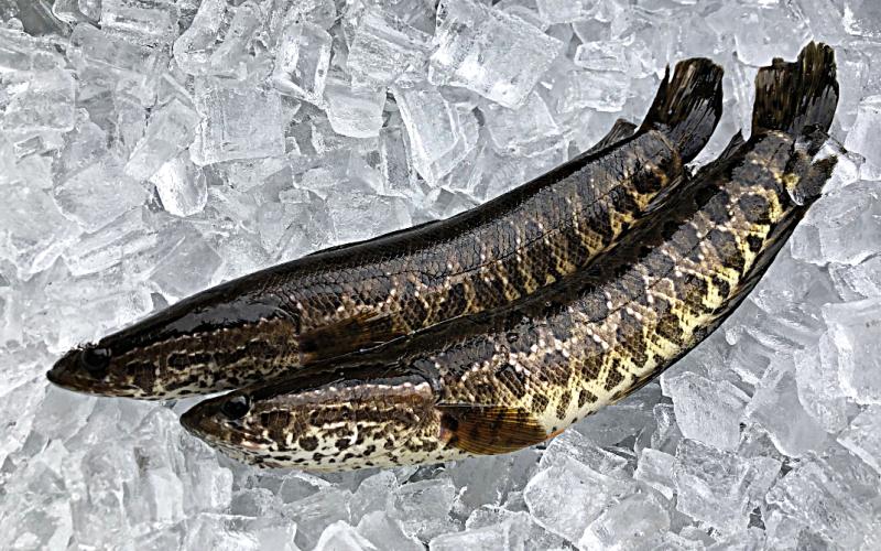 Photo submitted by DNR — Snakehead fish caught in a private pond in Gwinnett County are the first official sightings of the non-native, invasive fish in Georgia.