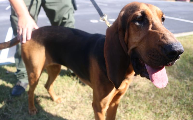 Sunshots by Grayson Williams — Parker Jean, the Hart County Sheriff’s Office new bloodhound, smiles for the camera recently during a training session.