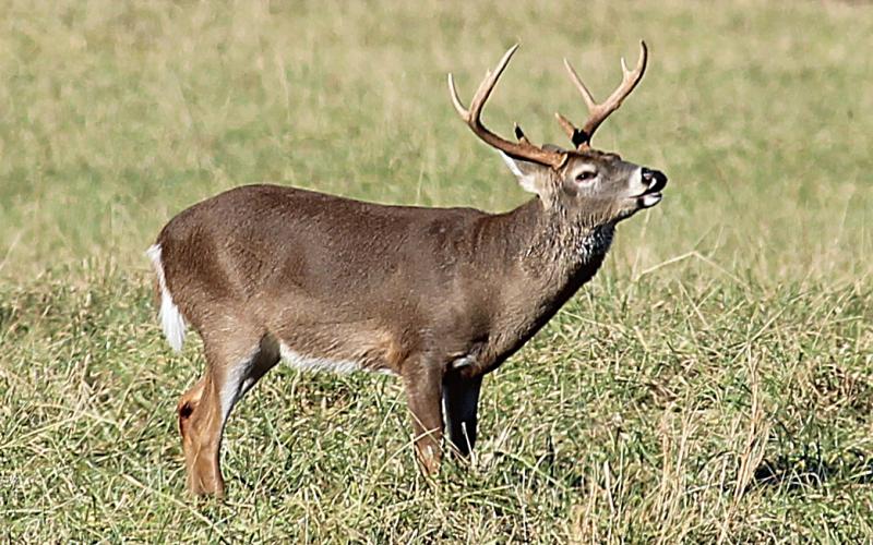 deer