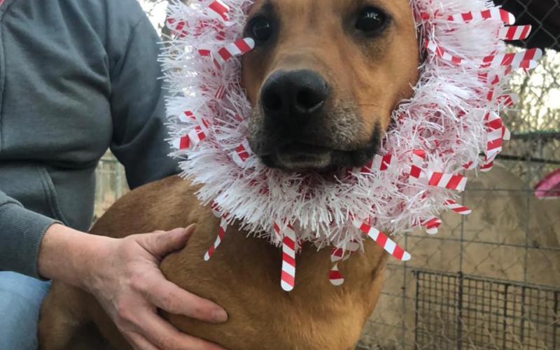 Photo submitted — Hart County Animal Rescue, which seeks to aid homeless pets like this festive pooch, is taking donations to help them build a fence at a property on which it has future plans to build a shelter kennel.