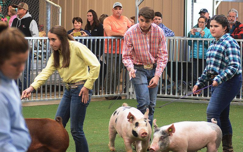 Sunshots by Michael Hall - Hart County’s Trey Chafin, middle, watches the judge as he shows his pig in the Intermediate Division of the showmanship competition on Saturday, Dec. 7, at the Hart County Agriscience Center during the Lake Hartwell Pig Classic.