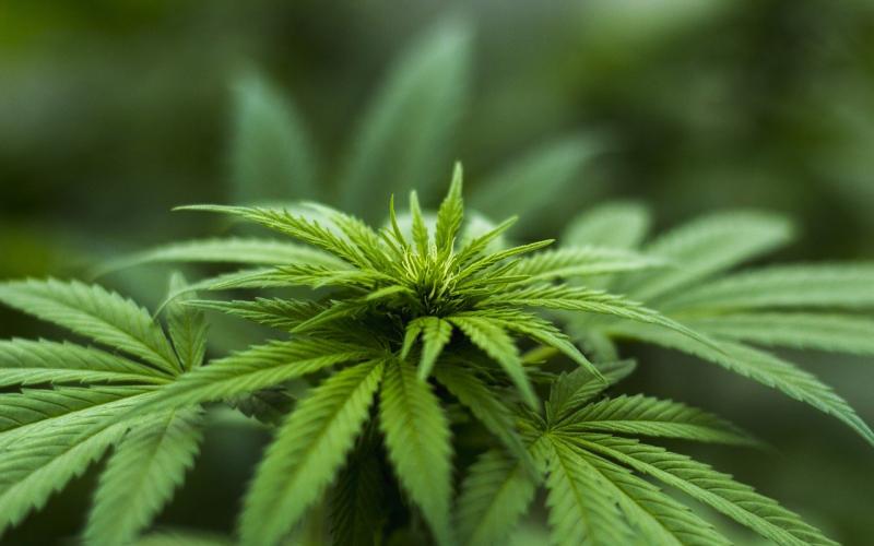A Democrat in the House has state cannabis laws, marijuana, in her sights for the new session.