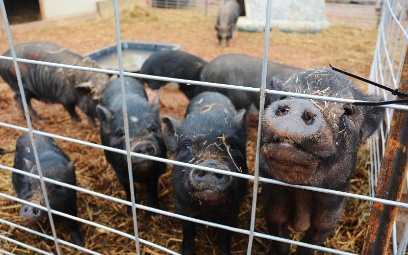 Sunshot by Michael Hall - Pot-bellied pigs removed from a house in Upson County where they were being mistreated stick their snouts through the fence at Outsiders Farm and Sanctuary in Hart County.