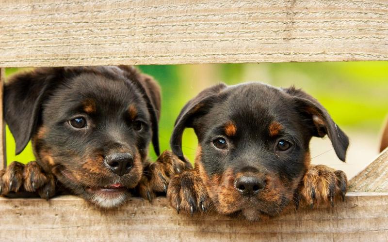 One unspayed dog and her offspring can produce around 67,000 dogs in a six year time period. One unspayed female cat and her offspring can produce as many as 420,000 kittens in seven years.