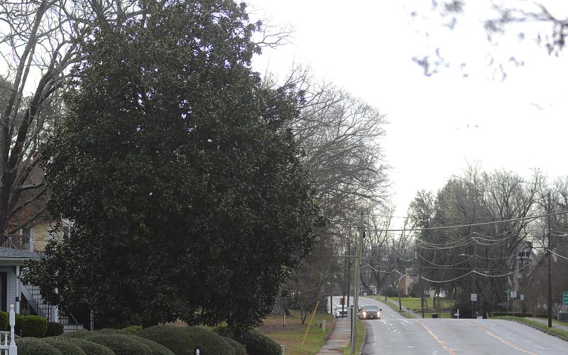 Trees on Benson Street.