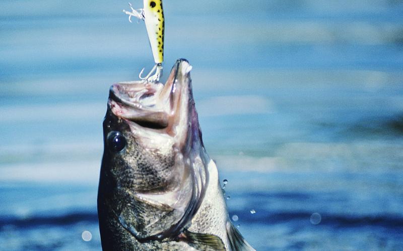 fishing