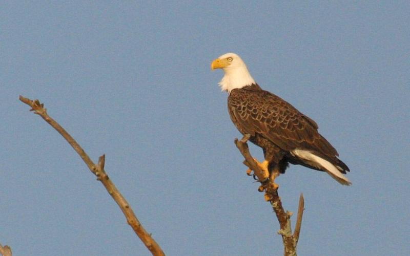 Photo submitted by Clay George/Ga. DNR — A bald eagle is perched on a tree near the Altamaha River in Southeast Georgia.