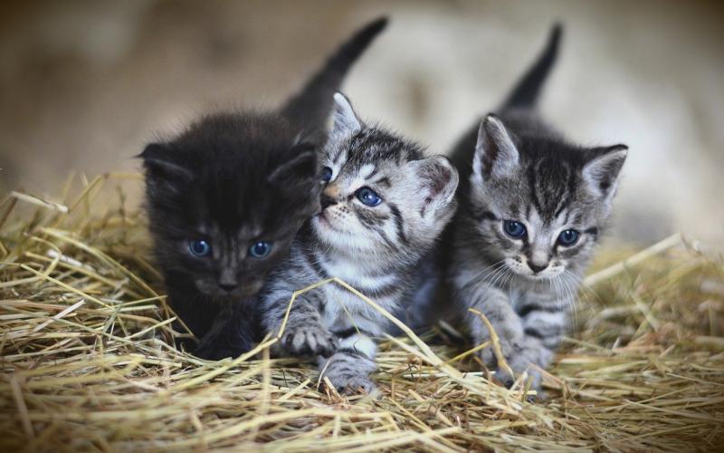 Kittens