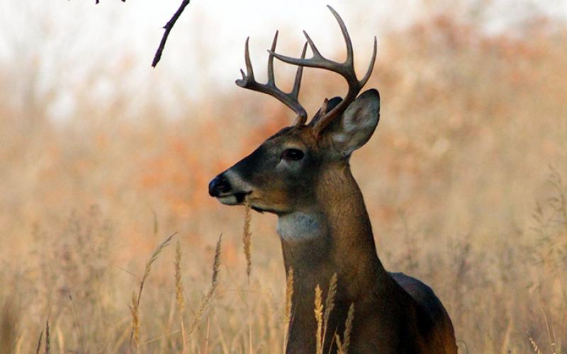 Deer