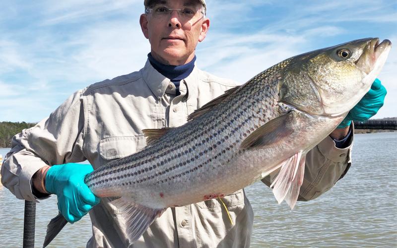 Photos submitted by DNR — Georgia DNR biologist Anthony Rabern shows off a large striper tagged in a study intended to reveal more about the sport fishes’ habits and movements around Lake Hartwell.