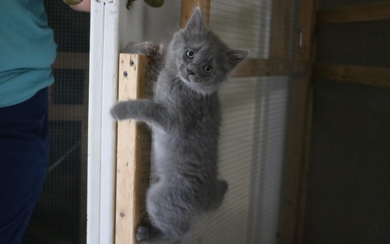 Sunshot by Grayson Williams — A kitten climbs a screened door recently at the Hart County Humane Society’s J. Robert Mauldin Animal Sanctuary.