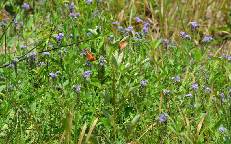 Photo submitted - An Atlanta-based program is expanding statewide to promote methods to boost native pollinators around Georgia.