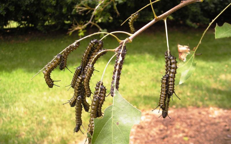 Photo submitted — Orange-striped oak worms eat leaves on a tree. The worms have been decimating foliage on trees around Hart County recently.