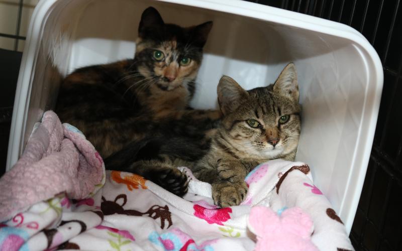 Sunshot by Grayson Williams - Cats found at McDonald’s lounge in the cat room at Hart County Humane Society’s J. Robert Mauldin Animal Sanctuary this week.