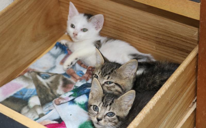 Sunshot by Grayson Williams - Three kittens wake up from a nap at the Hart County Humane Society’s J. Robert Mauldin Animal Sanctuary this week.