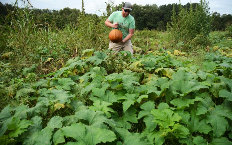 Sunshots by Michael Hall Dustin Smith, of Smith’s Farm, at the top, picks a ripe pumpkin from his patch.