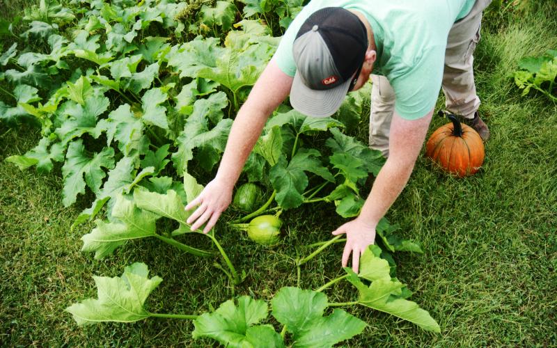 Above, Smith reveals two pumpkins with some growing left to do.