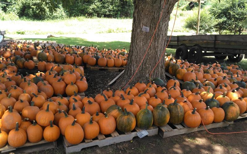 Photo submitted Bounty from the pumpkin harvest at Smith’s Farm in Bowersville is shown.