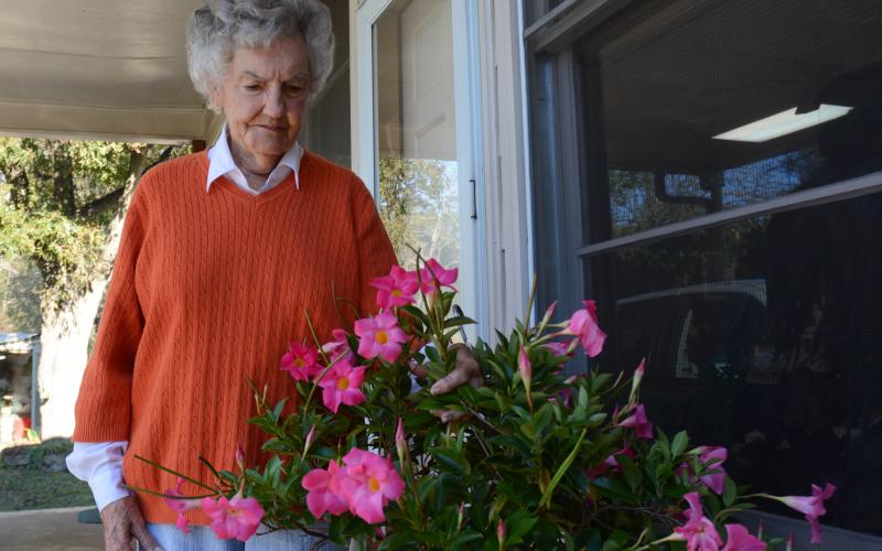 Sunshot by Michael Hall — Myra Cook looks at one of her blooming mandevillas at her home in Hartwell recently.