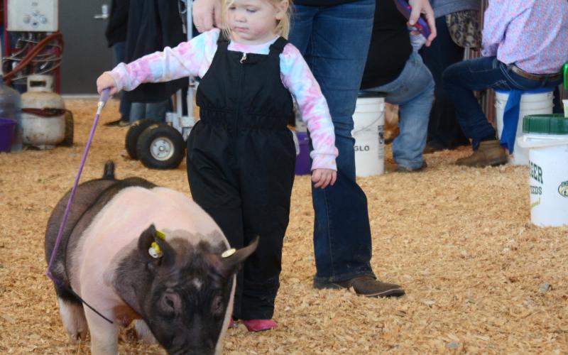 Two-year-old Tinsley Brown, of Franklin County, practices for her future showing pigs during the Hart County FFA’s Lake Hartwell Pig Classic show on Saturday, Dec. 5, at the Hart County AgriScience Center