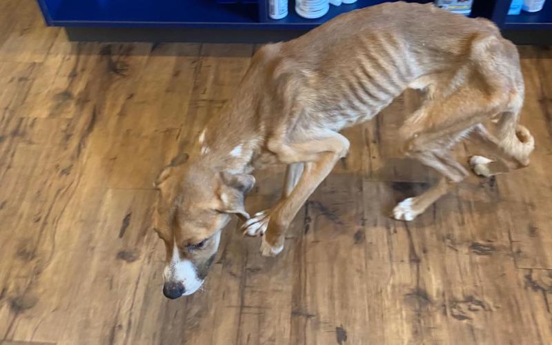 Photo submitted - An emaciated dog is shown following his removal from a home on Cunningham Drive and the arrest of his owner on charges of aggravated animal cruelty.