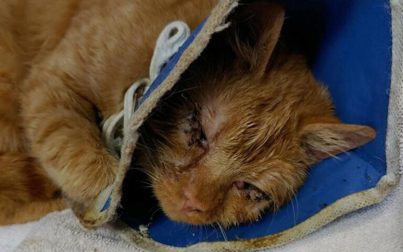 Photo submitted - A cat taken from a home on Cunningham Drive following an arrest on aggravated animal cruelty charges is shown.
