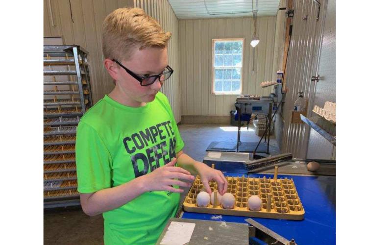 Photo submitted Middle Schooler Hudson Milner sorts and stacks eggs in his family’s laying house in Hart County. Hudson has worked in the houses for his Supervised Agricultural Experience, part of how FFA teaches students about agricultural through hands on methods.