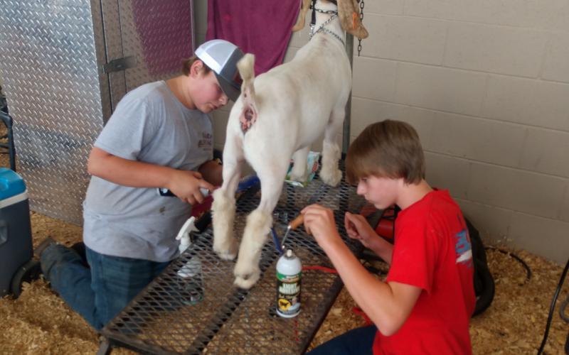 John Payne Sewell and  Tucker Miller help each other fit another Hart County student’s market goat during the Hart County Goat Show at the Hart County AgriScience Center. The annual show draws hundreds of competitors from middle and high school from around the state to Hart County.