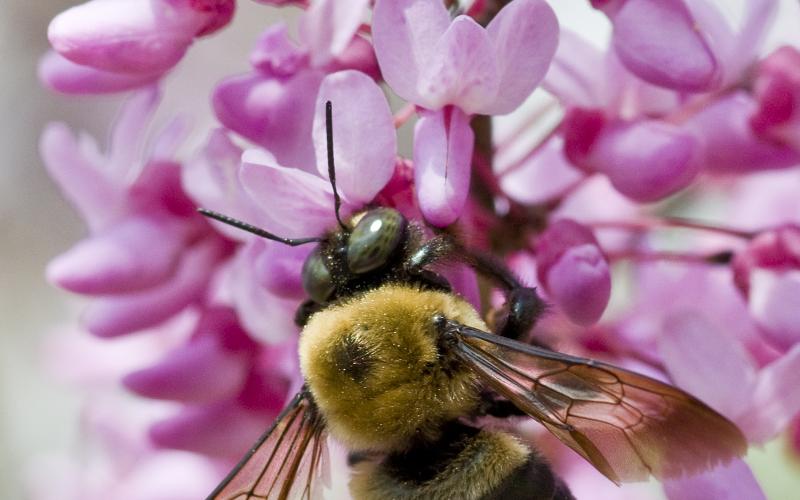A honey bee lands on a branch to rest.