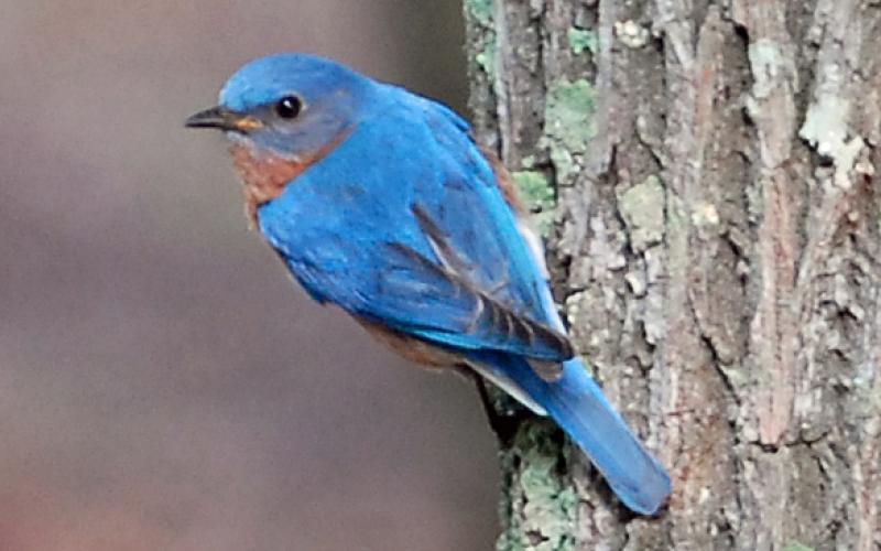 A bluebird scopes out his surroundings on a tree.