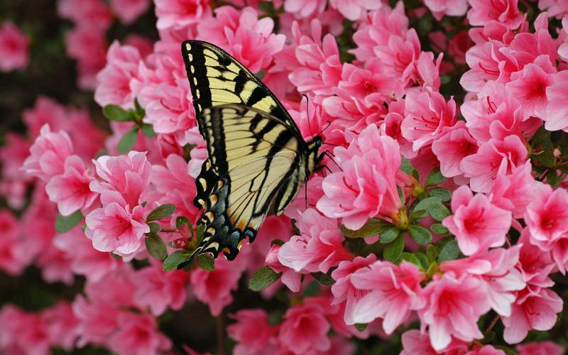 An eastern tiger swallowtail butterfly graces a local azalea garden.