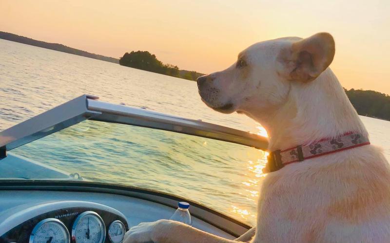 Reed Creek resident Ed Blackburn won the Community Newspapers Inc. Lake Living cover photo contest for this photo of his canine friend Lincoln at the helm of his boat.