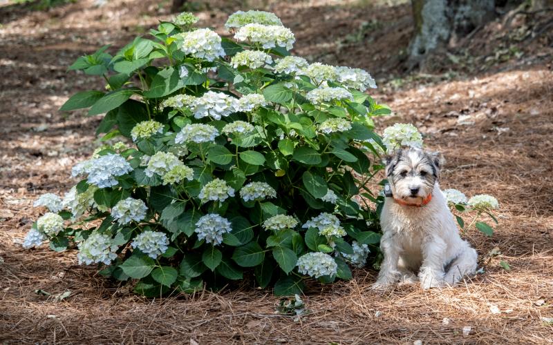 Wags, the dog of the Phillips family, who owns one of the featured residences at the Gardens of Hart Tour.