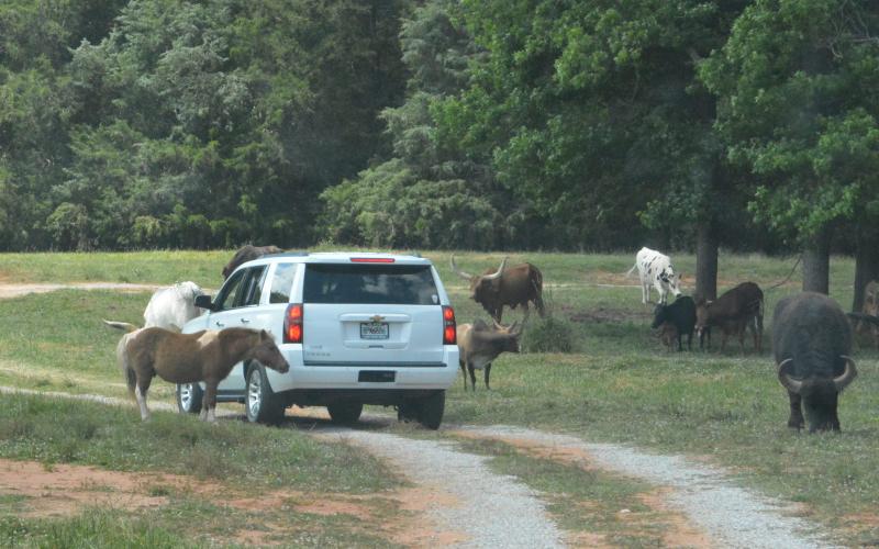 Drew Dotson/The Hartwell Sun - Animals walk up to the cars eager for a snack.