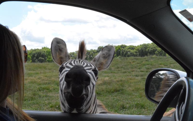 Taco the zebra says hello to Jodi Gray as she drives through the safari.