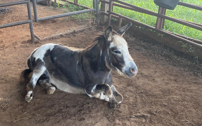 Photo submitted Spanky takes a breather after his Sunday-night escape and return to the barn.