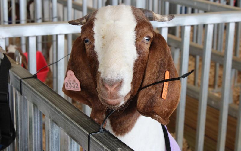 Photo submitted A goat poses for a shot outside the showroom on Saturday.