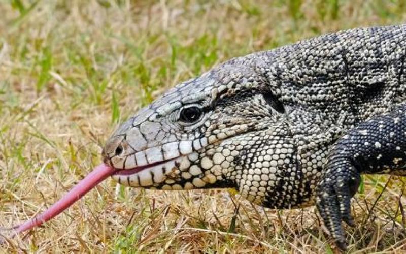 The Argentine black and white tegu.