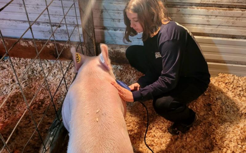 Photo submitted - HCHS FFA member Piper Bond clips her pig before a show for her Supervised Agricultural Experience (SAE) project.