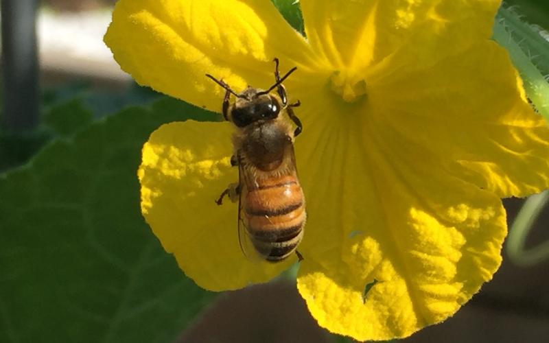 A bee pollinates a cucumber plant.